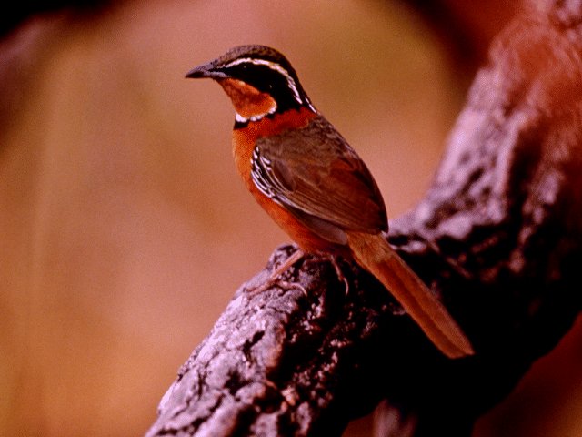 Photos - Nature - 059